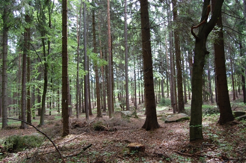 Obrázek v galerii