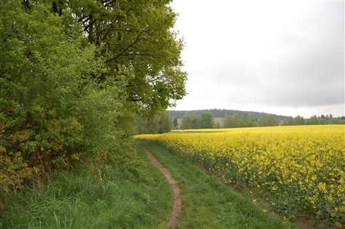 Obrázek v galerii