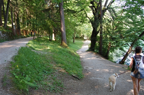 Obrázek v galerii