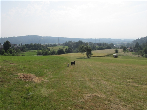 Obrázek v galerii
